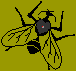 Flies everywhere!
